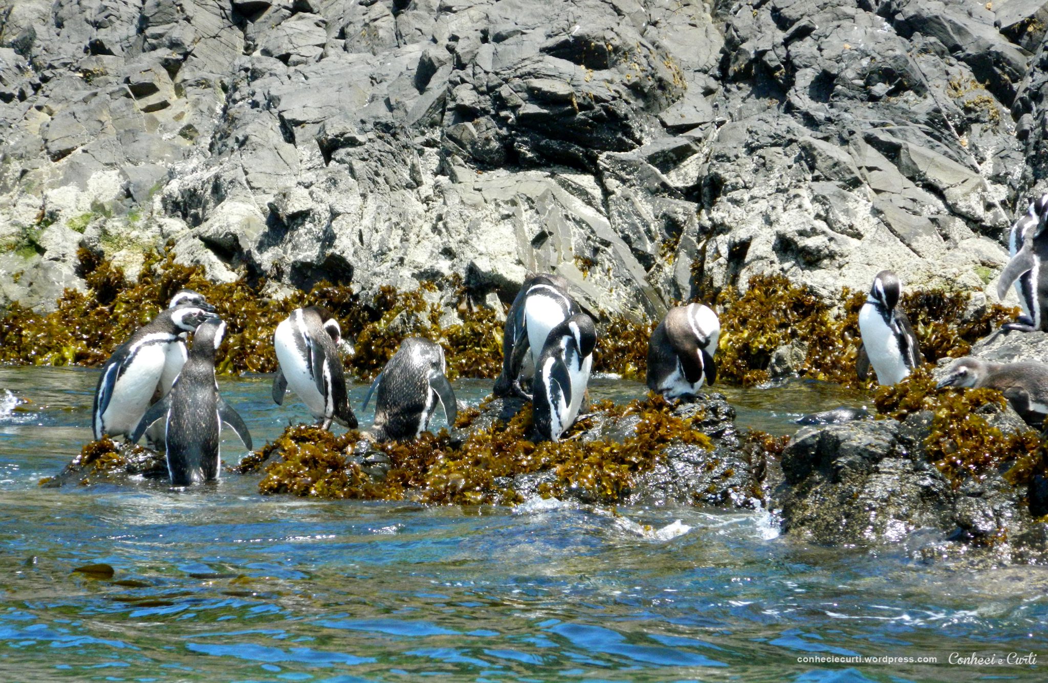 As pinguineras de Chiloé