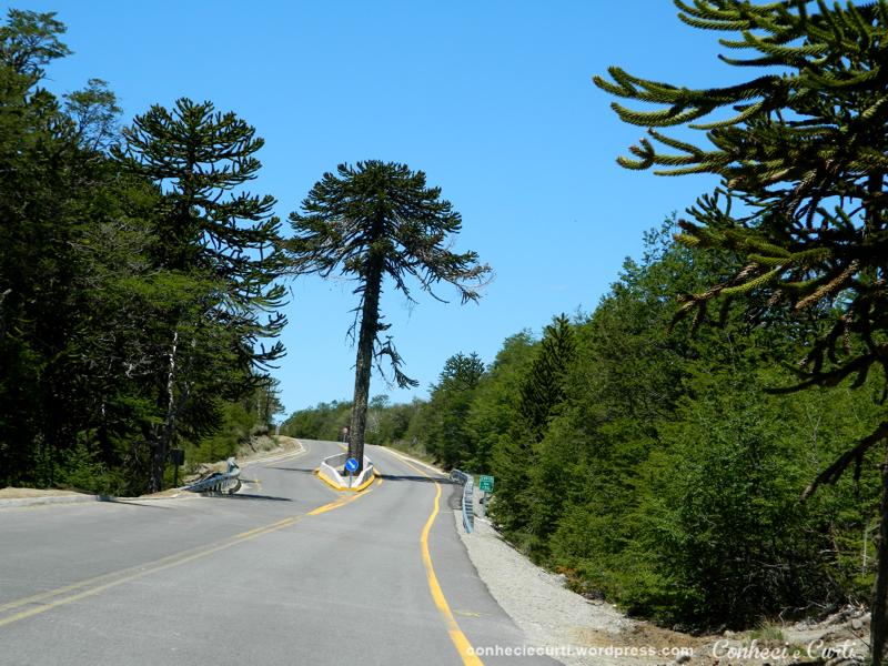 No meio do caminho havia uma árvore, Chile.