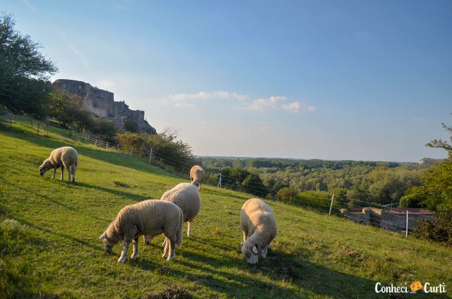 Ovelhas no caminho para o Castelo Devín, Eslováquia