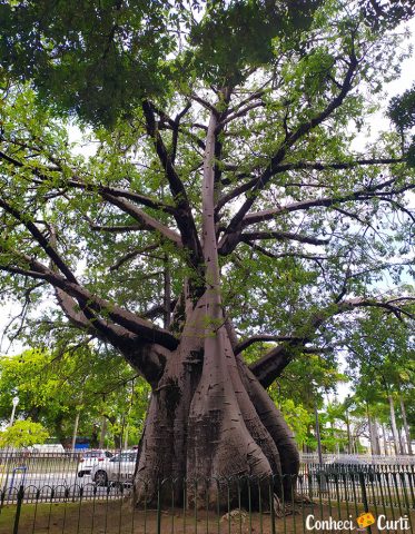 Baobá em Recife, Pernambuco.
